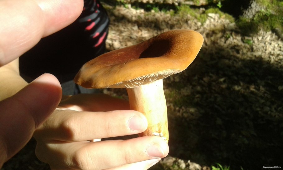 Гриб ушки подорешник Сахалинский