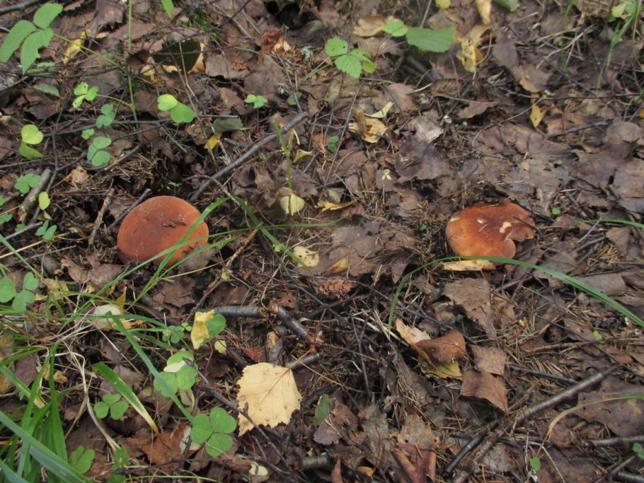 Lactarius volemus подмолочник