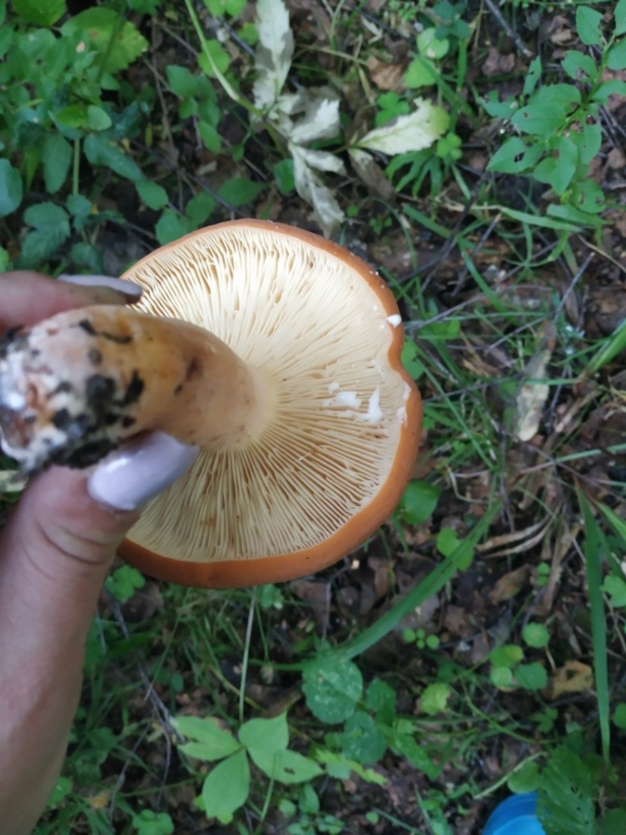 Гриб подорешник белый