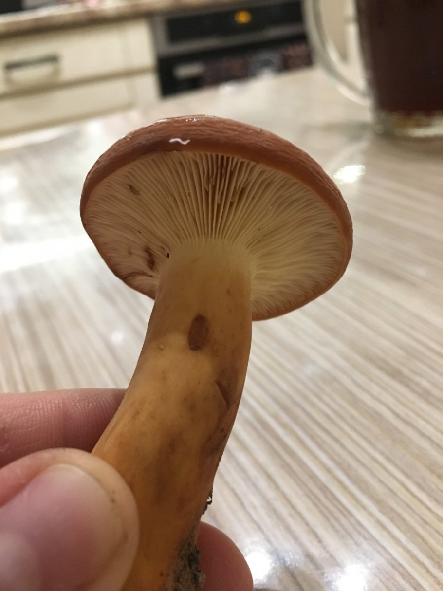 Подмолочник молочай