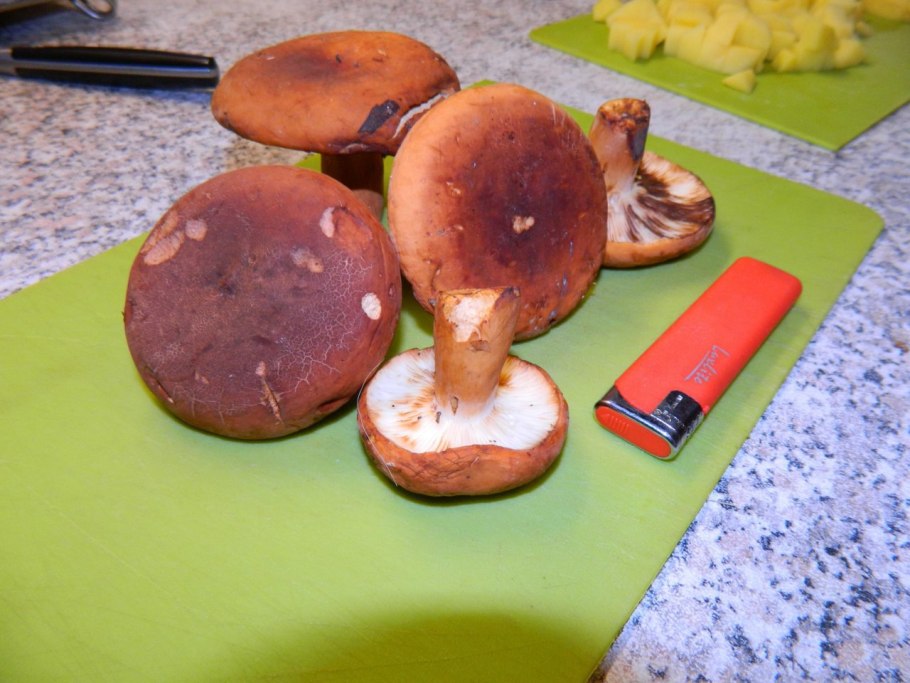 Подорешник Сахалинский гриб