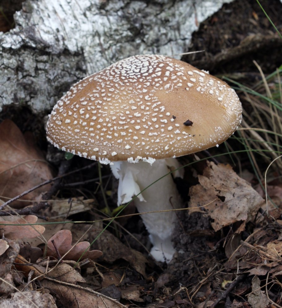 Мухомор пантерный Amanita pantherina