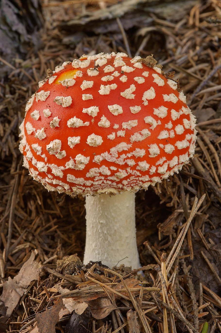 Мухомор пантерный