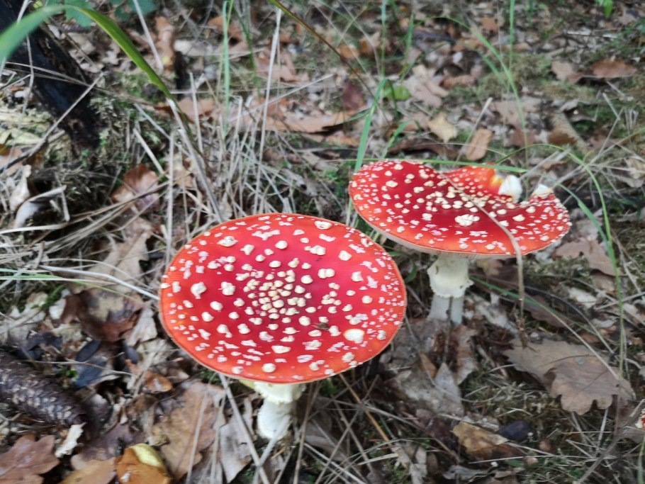 Мухомор серебристый