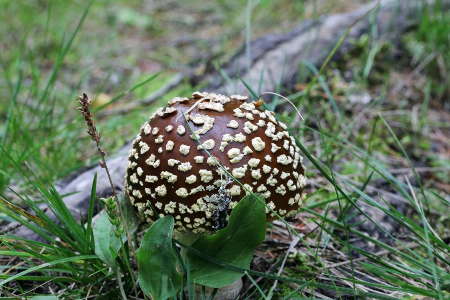 Мухомор пантерный пантерный