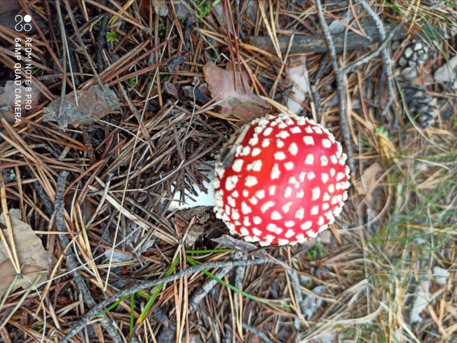 Мухомор красный