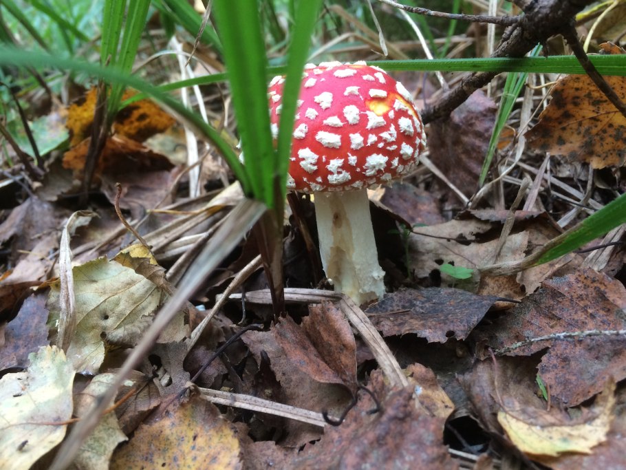 Текстура мухомора