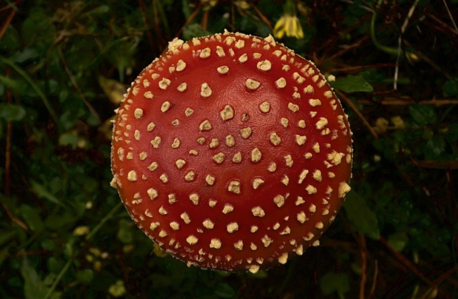 Леопардовый мухомор