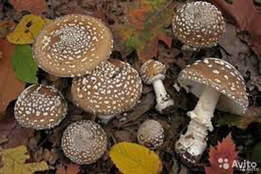 Мухомор пантерный и красный