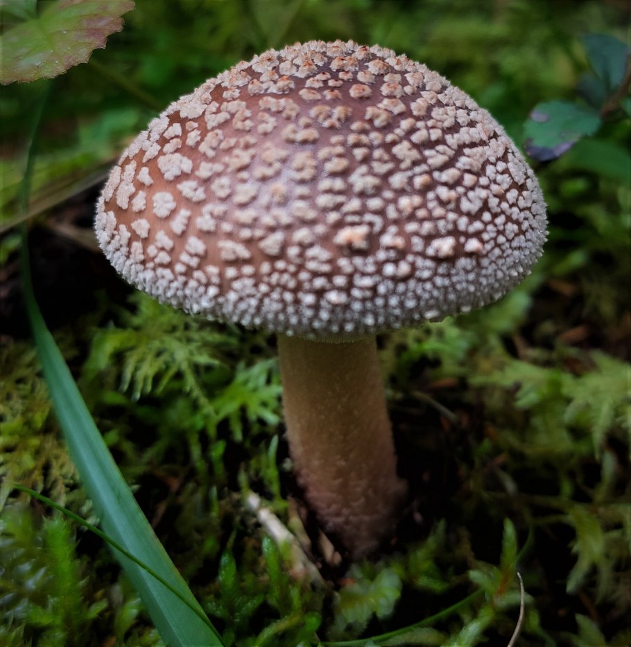 Гриб мухомор леопардовый