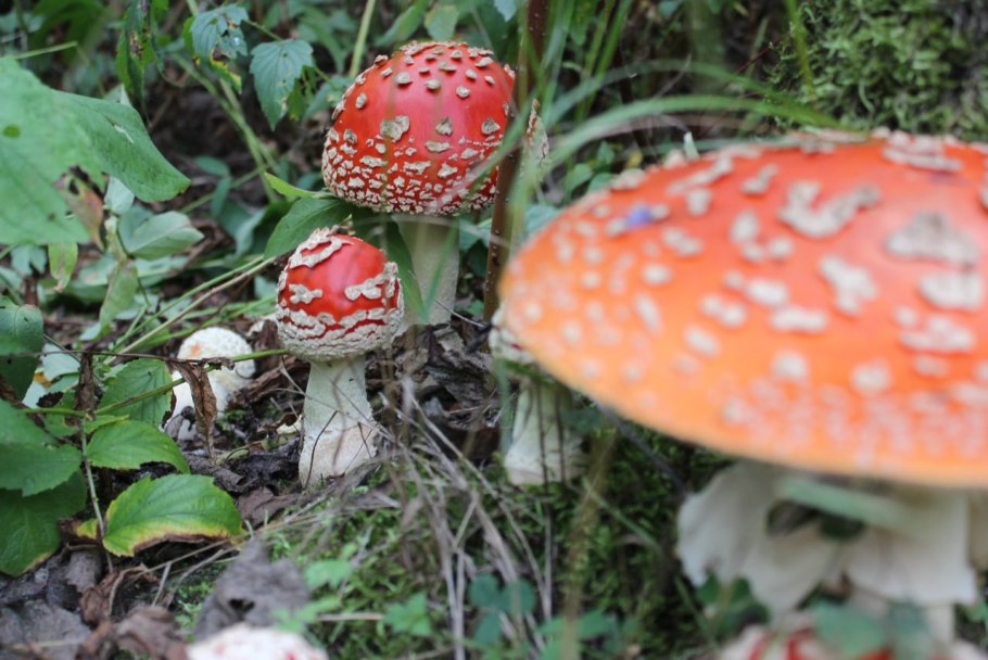 Аманита мускария