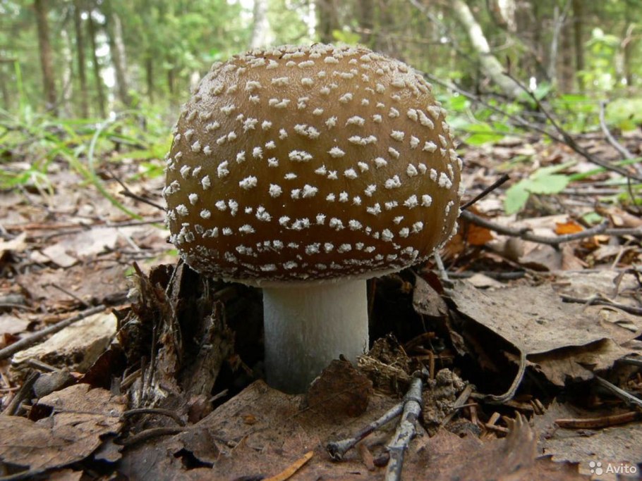 Мухомор пантерный Amanita pantherina