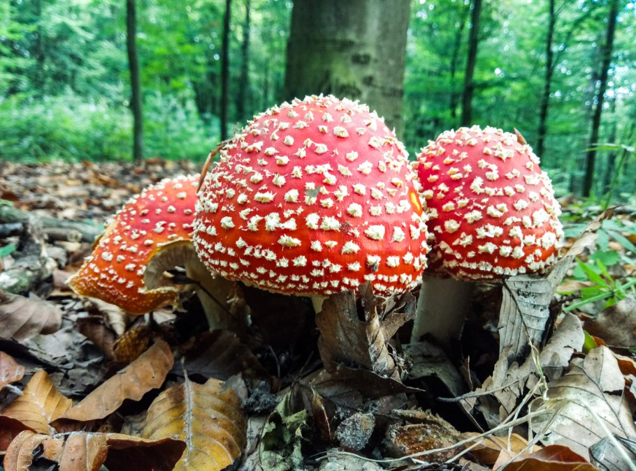 Красный и розовый мухомор