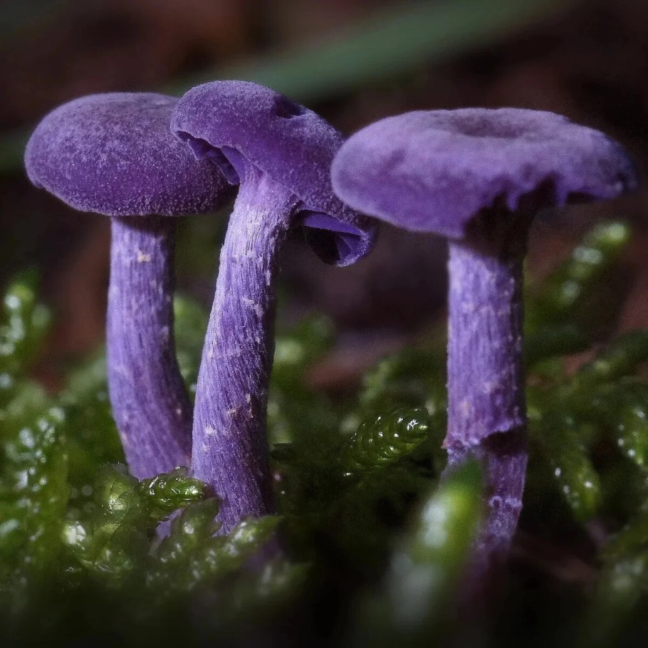 Рядовка с толстой ножкой