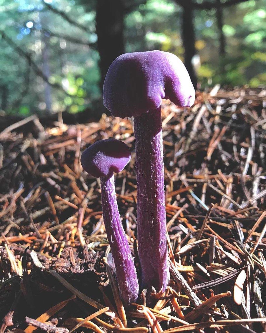 Лаковица Аметистовая