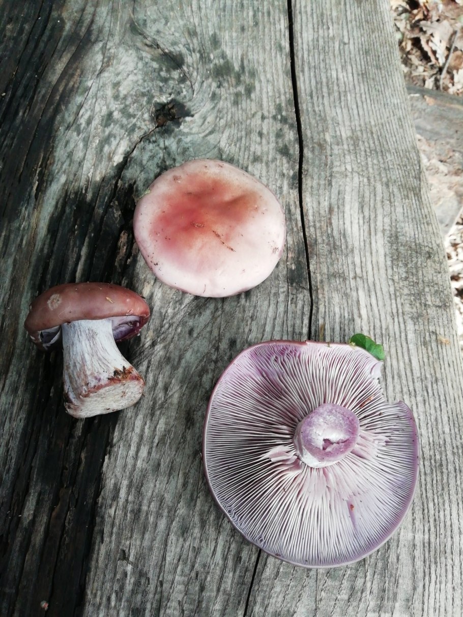 Лаковица Аметистовая / Amethyst Deceiver