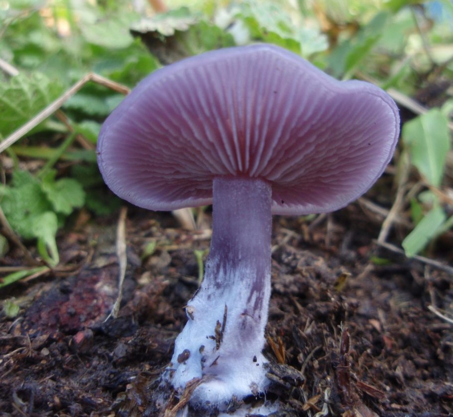 Паутинник блестящий