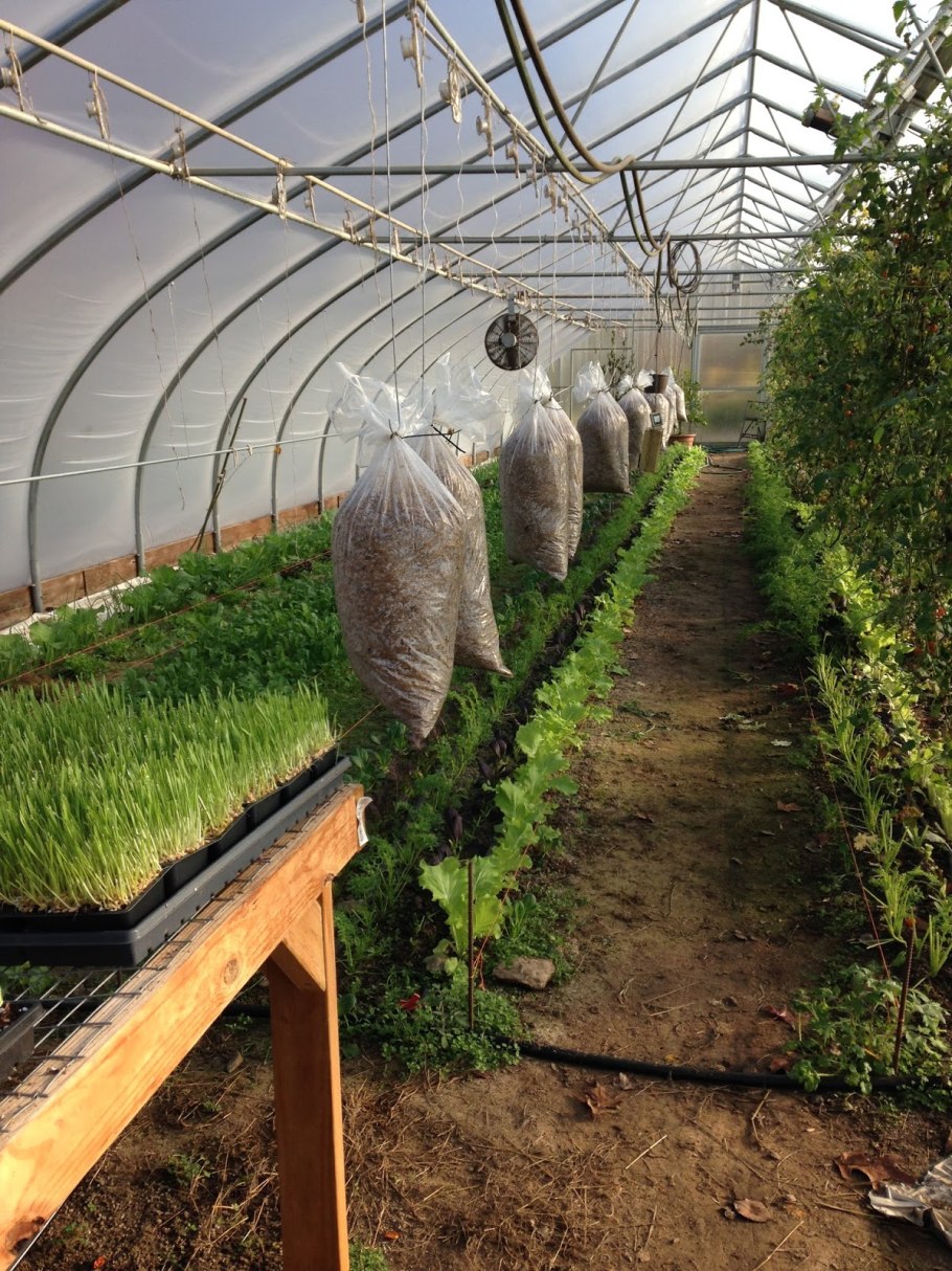 Вешенка в теплице