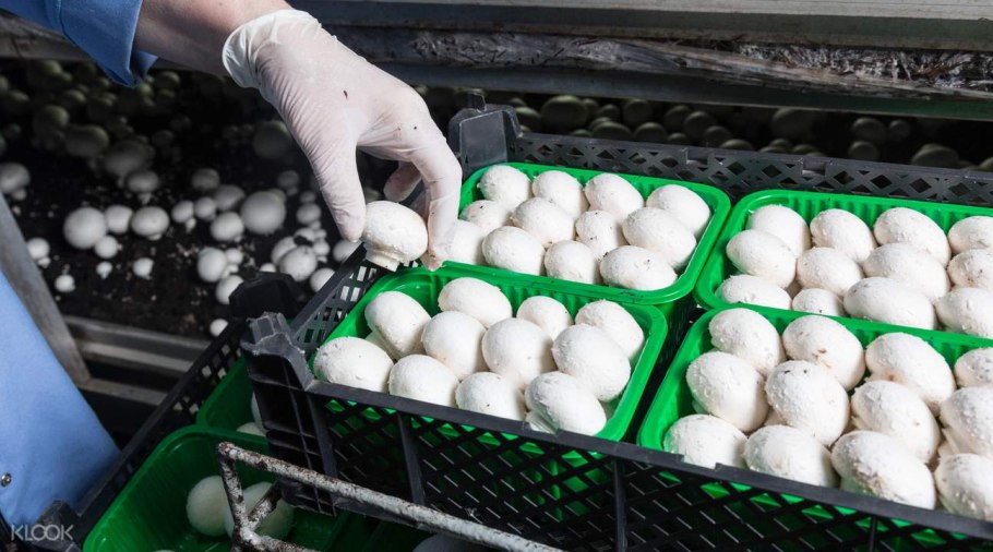 Выборжец шампиньоны