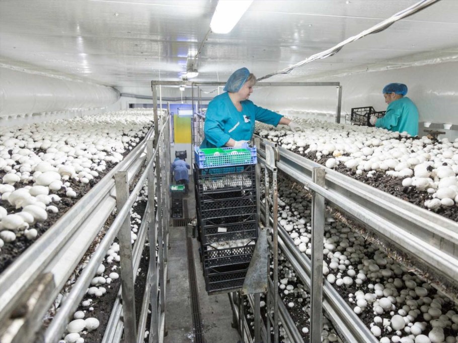 Торговый дом Богородские овощи Электросталь