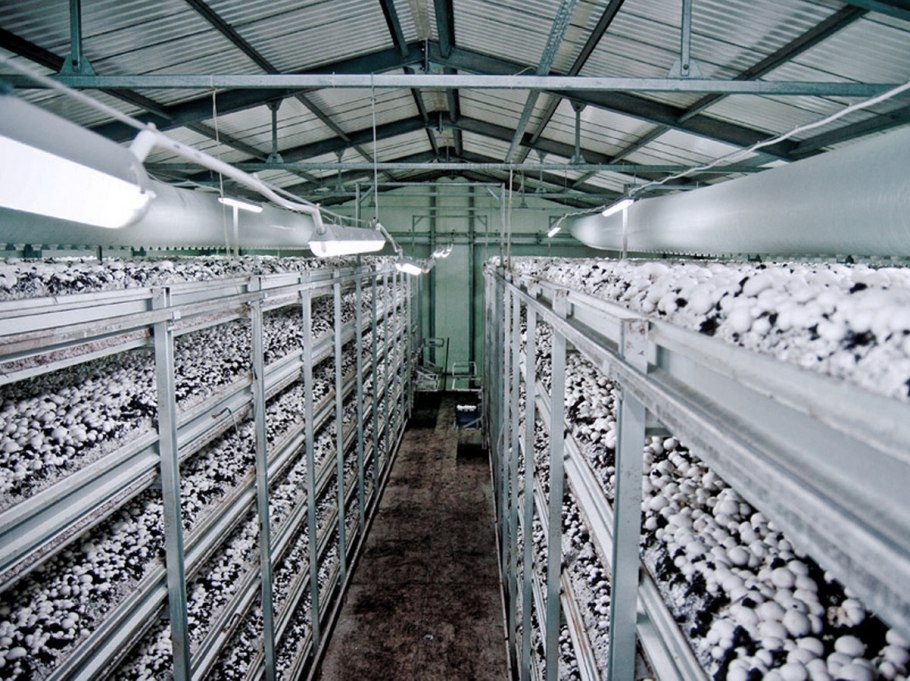 Грибная ферма шампиньоны