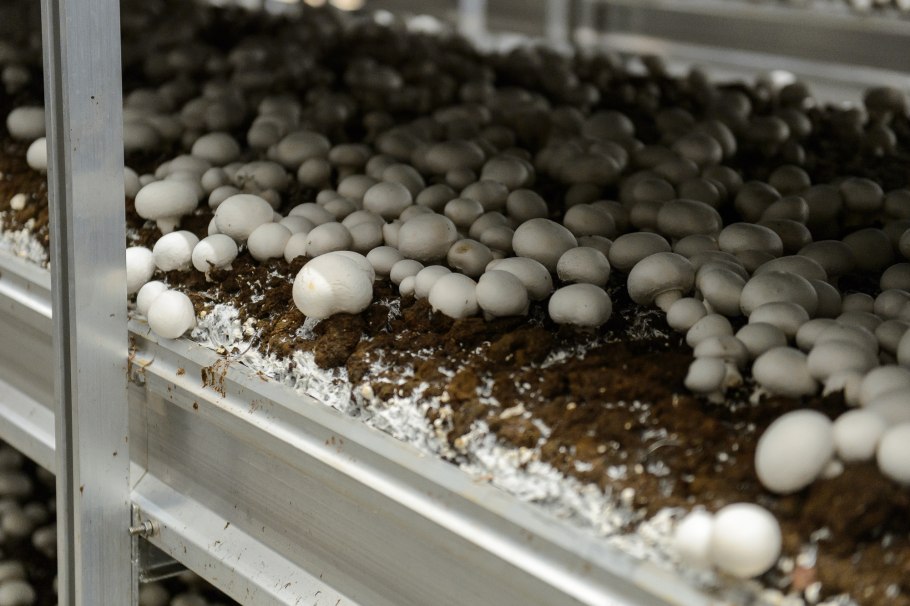 Воронежский шампиньон завод