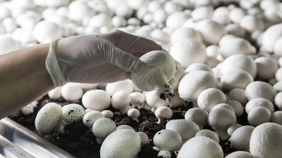 Шампиньонная ферма в Электростали