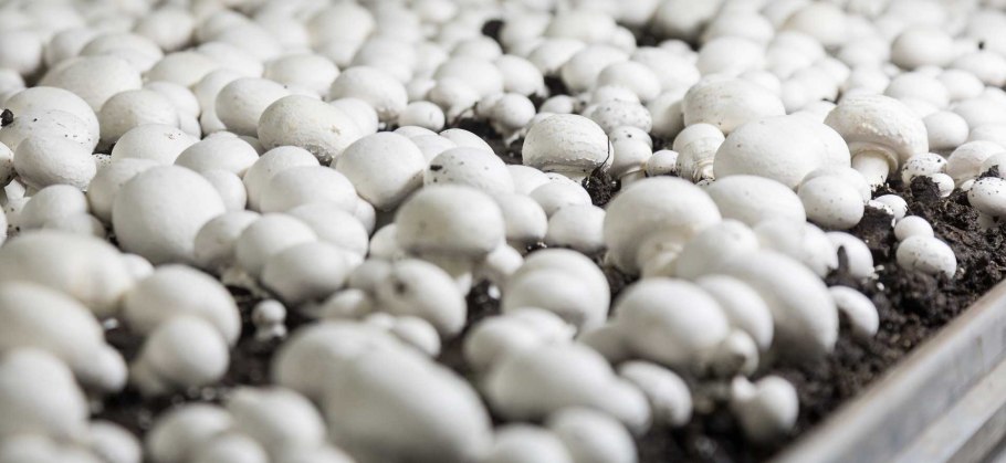 Фон для презентации выращивание грибов