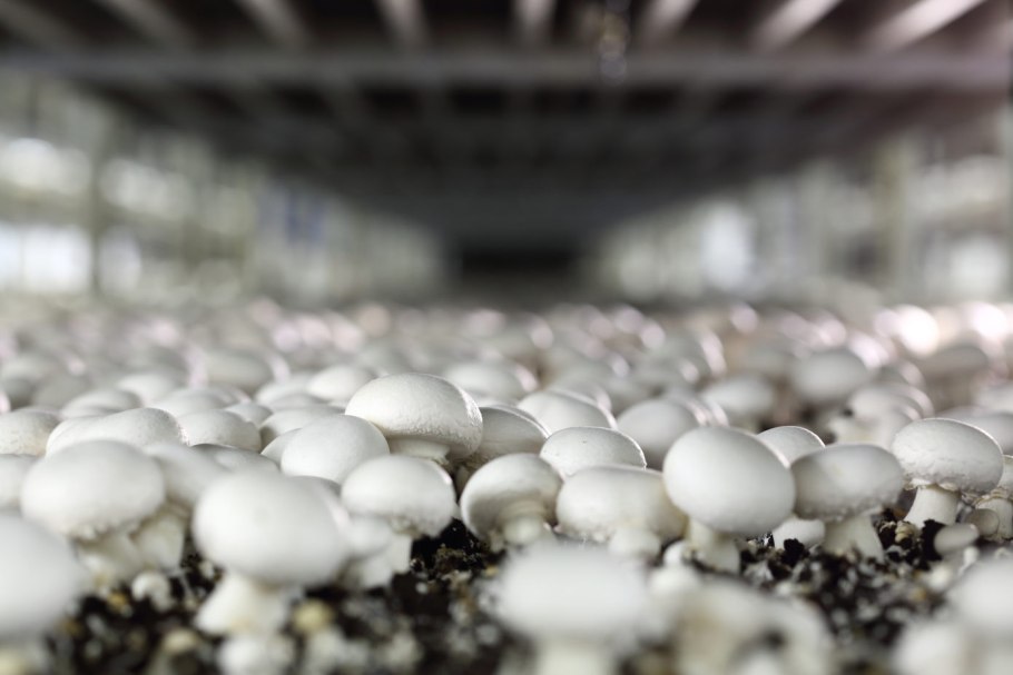 Грибница шампиньонов