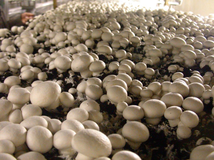 Грибной плантации