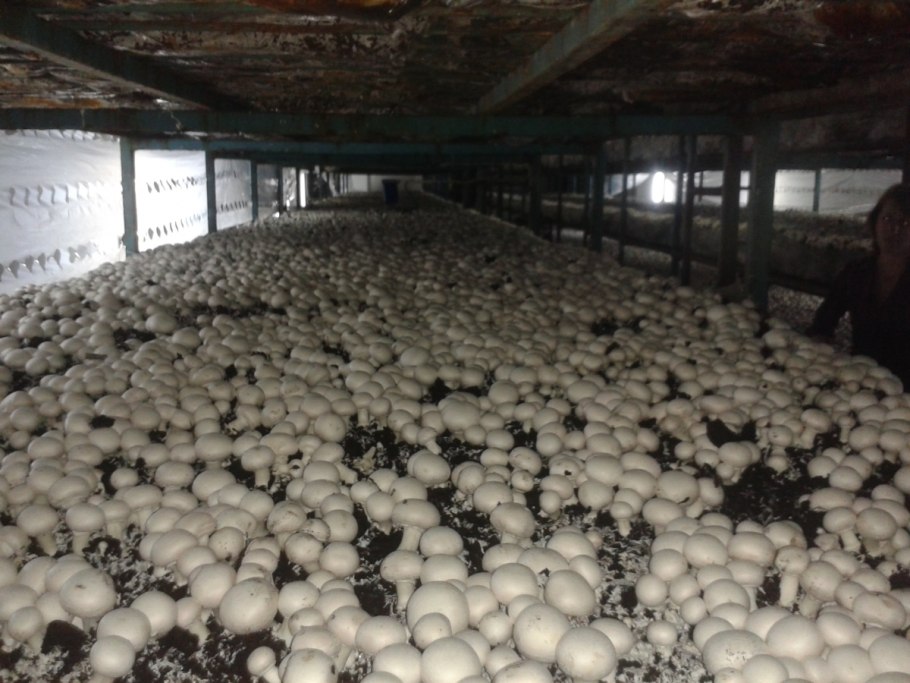 Грибная ферма грибница