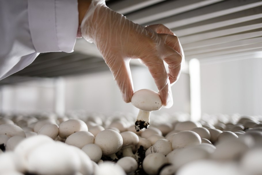 Сбор шампиньонов