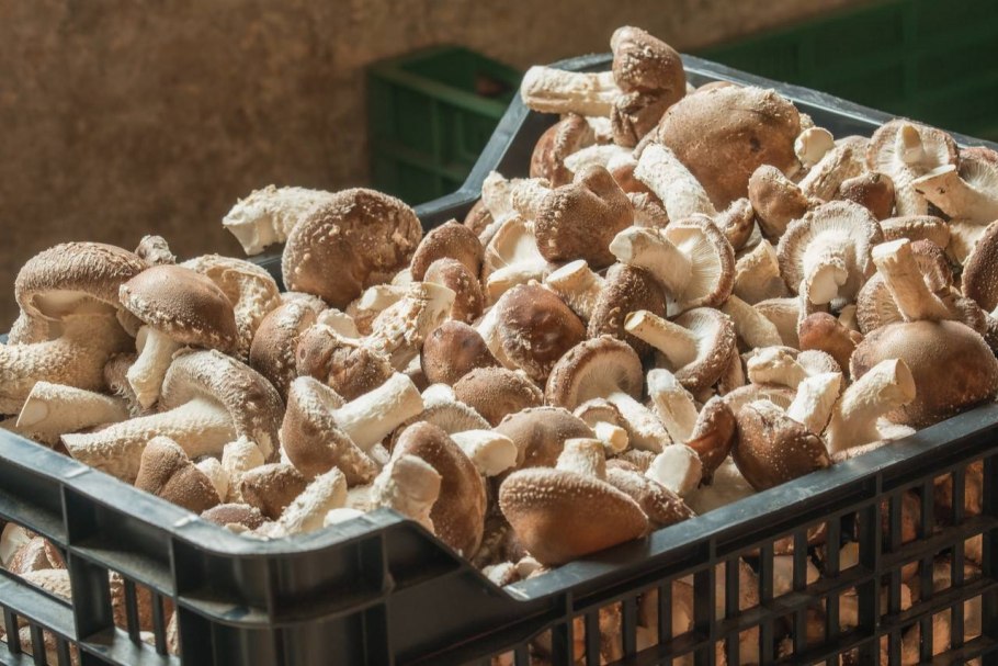 Ферма грибов шитаки