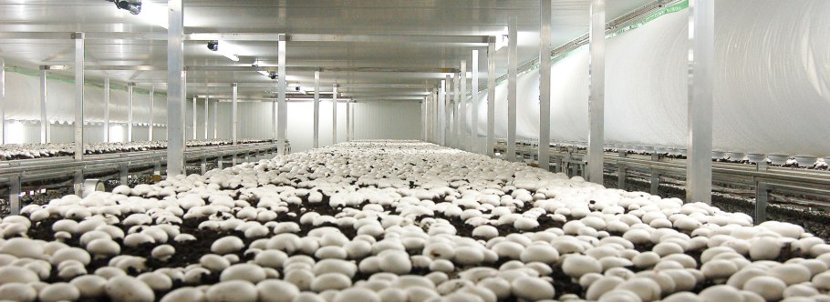 Голландская шампиньонница