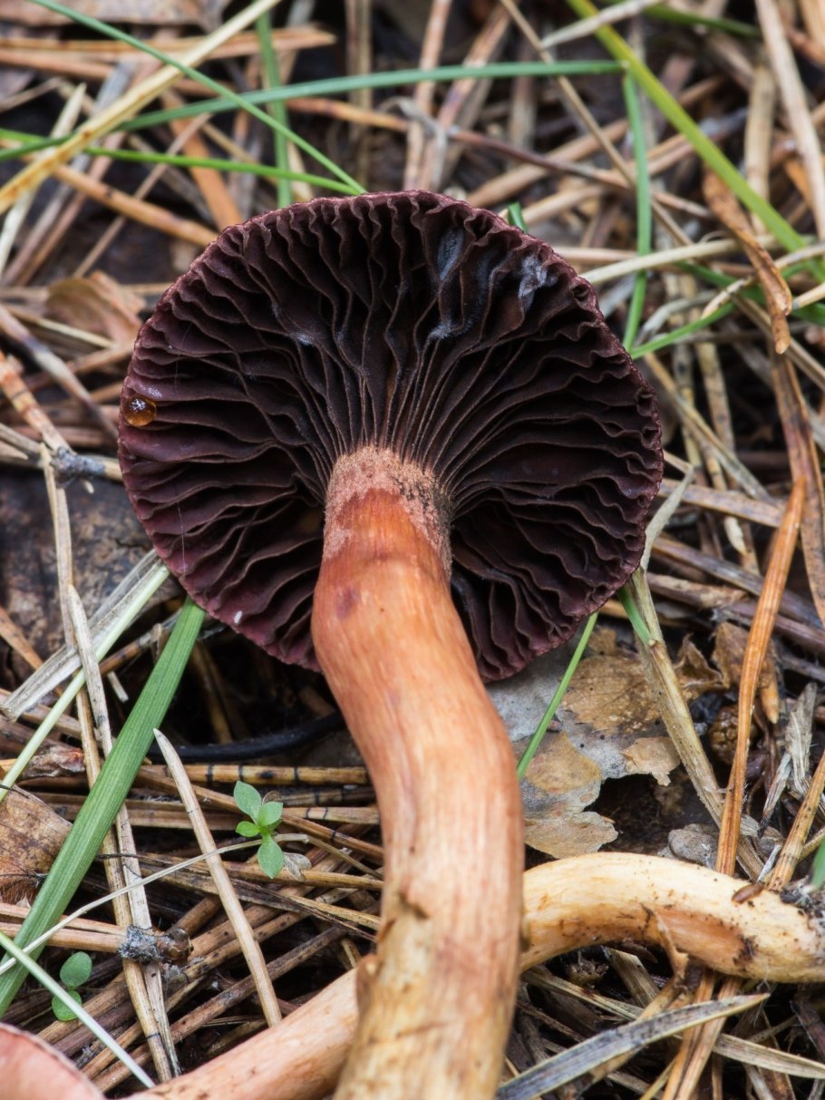 Гриб мокруха Сосновая