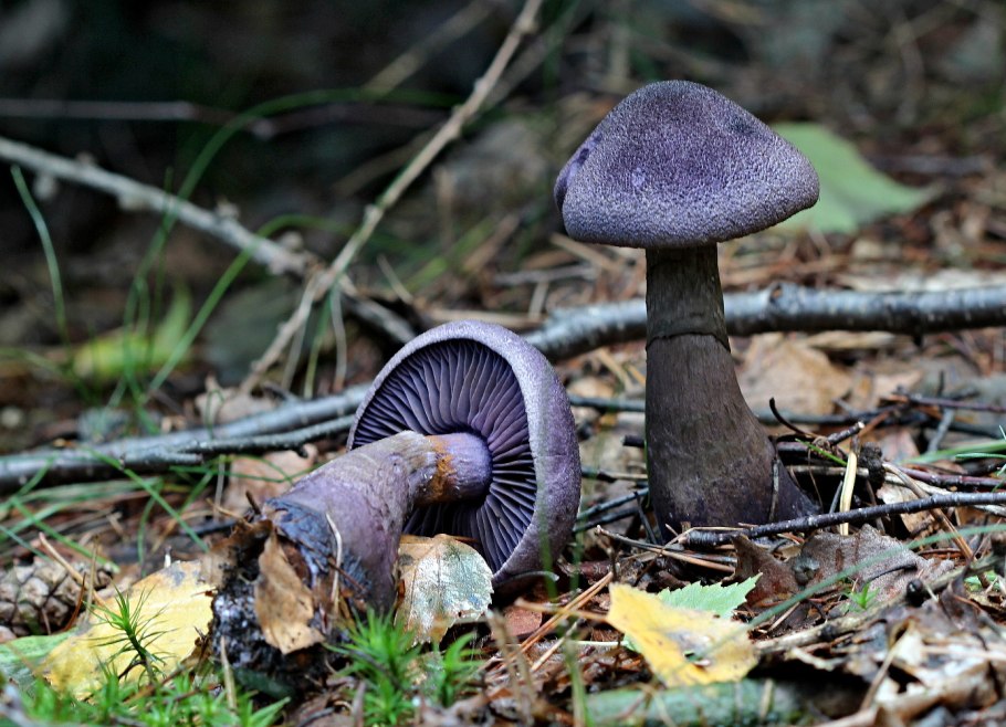 Cortinarius violaceus