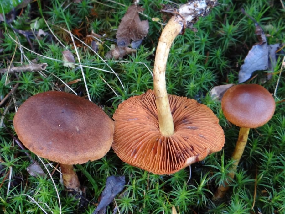 Паутинник болотный Cortinarius uliginosus
