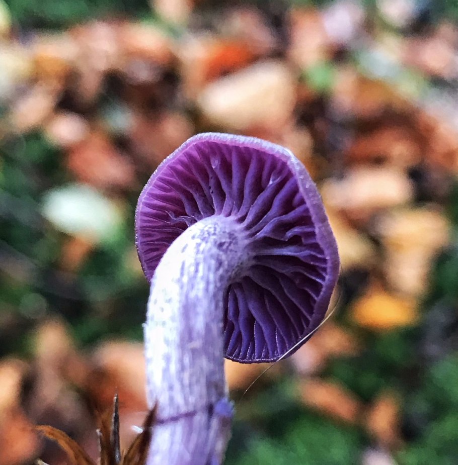 Лаковица Аметистовая / Amethyst Deceiver