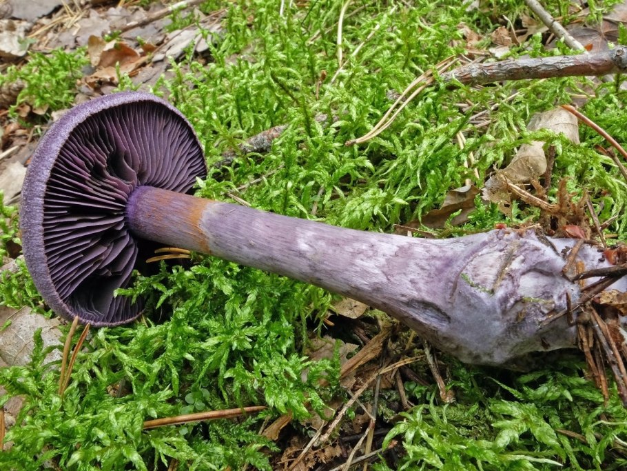 Масленок паутинник