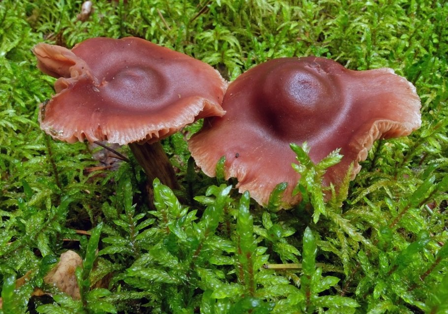 Паутинник фиолетовый