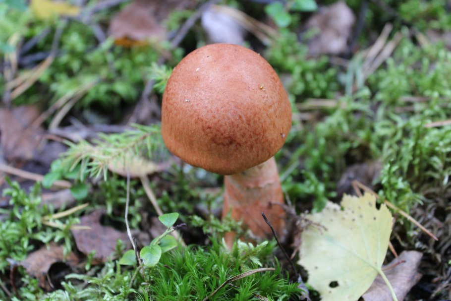 Паутинник блестящий