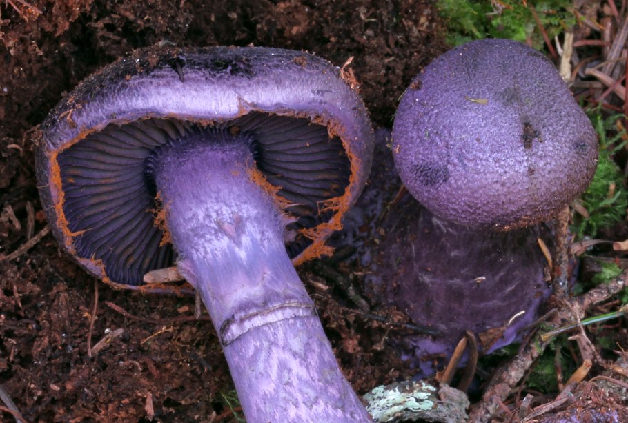Cortinarius brunneus