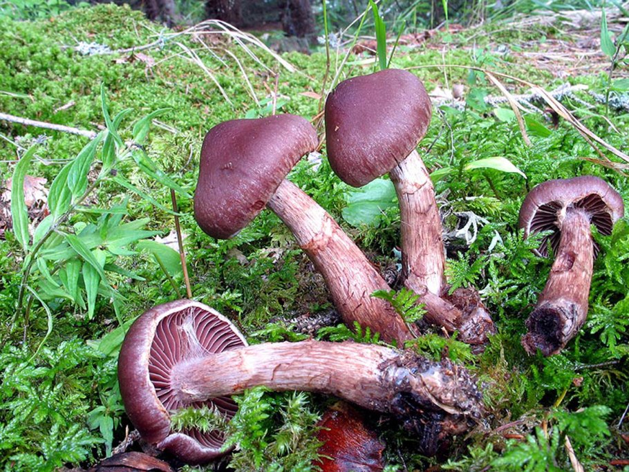 Cortinarius brunneus
