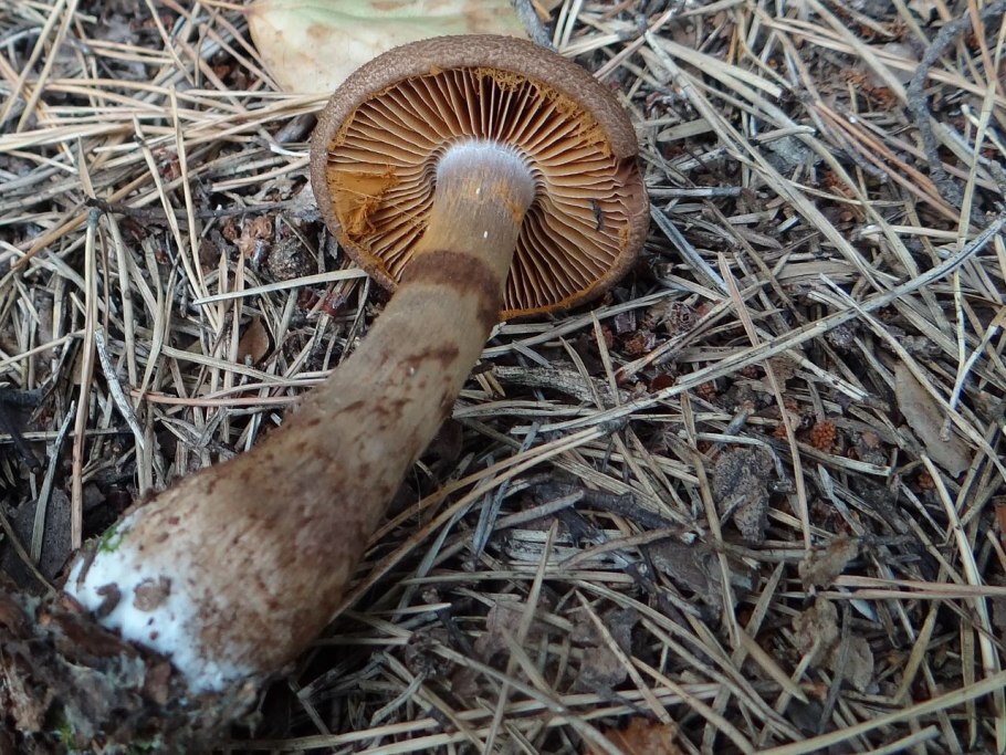 Паутинник чешуйчатый Cortinarius pholideus