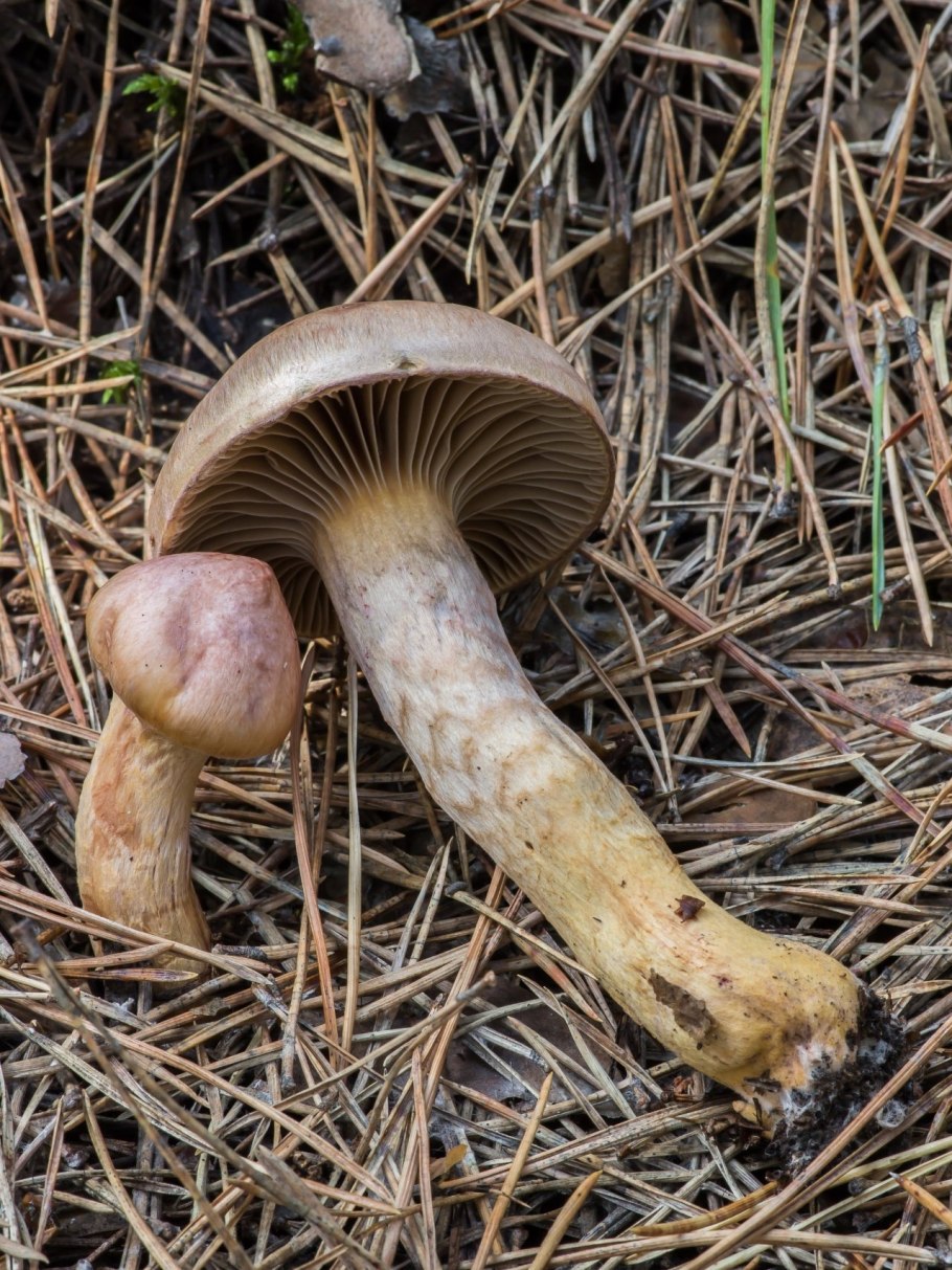 Мокруха пурпуровая (Chroogomphus rutilus)