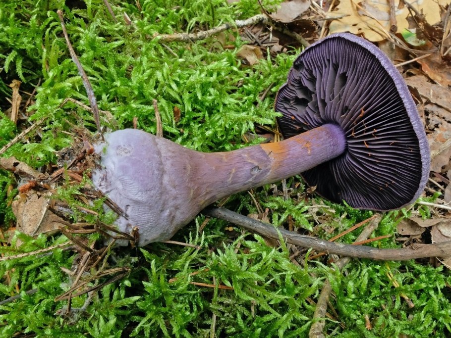 Синеножковый паутинник