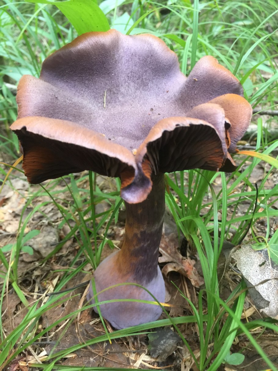 Паутинник лиловый