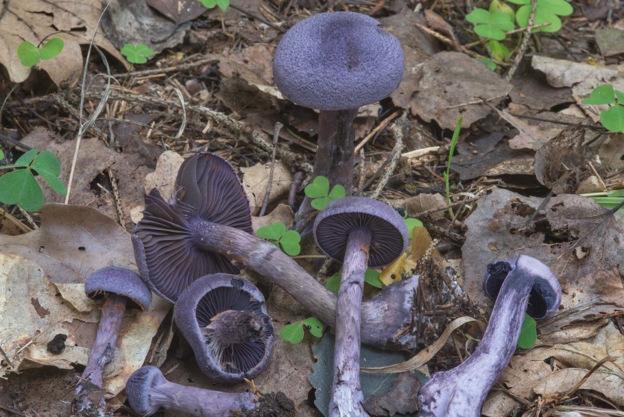 Паутинник березовый