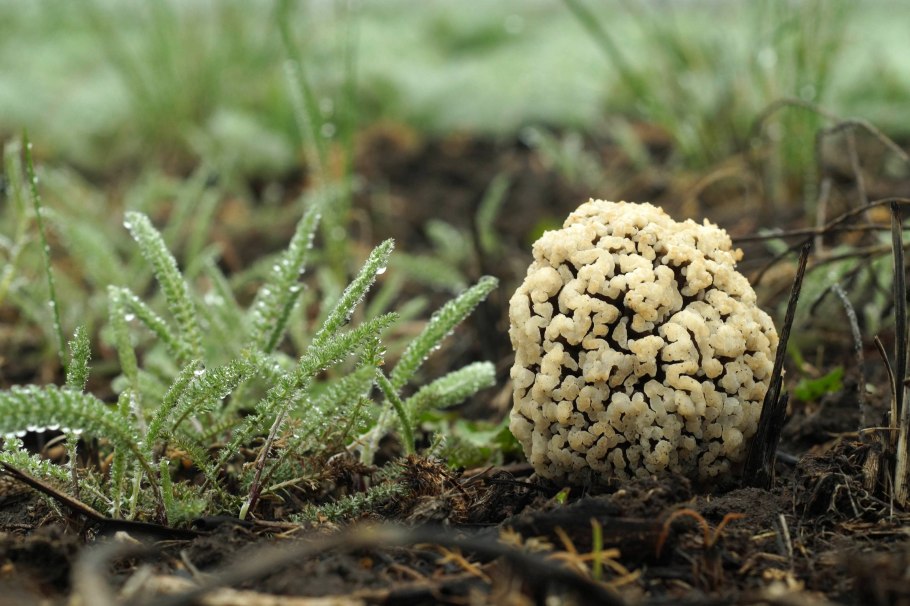Степной сморчок Morchella steppicola