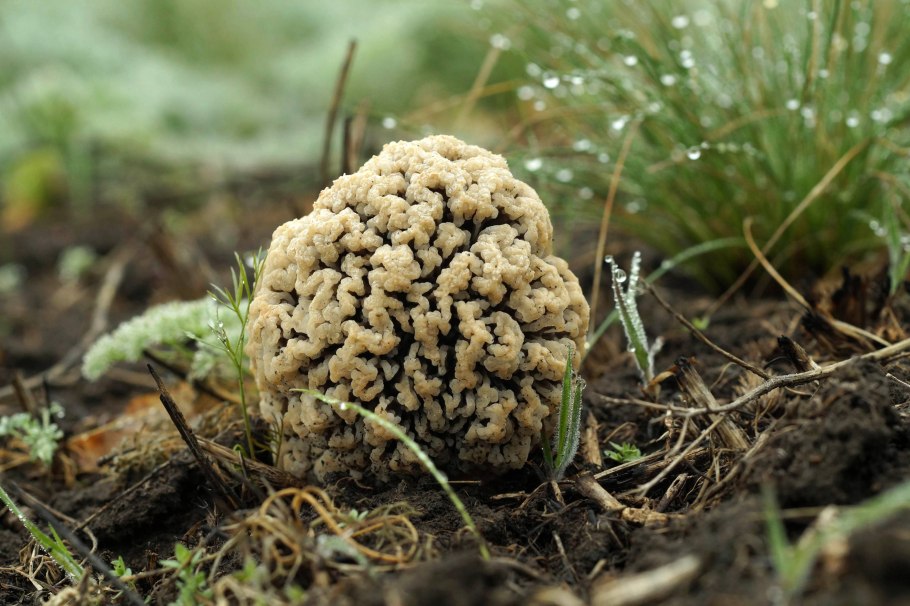 Степной сморчок Morchella steppicola